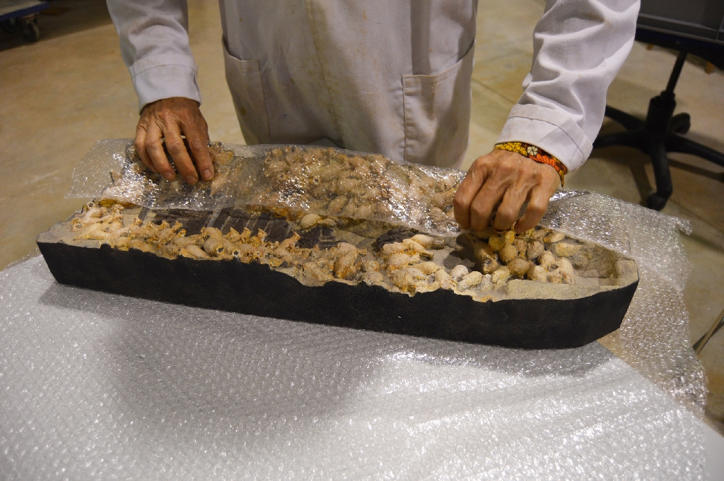 Vilamuseu cedeix al Ministeri de Cultura arxius digitals i rèpliques 3D de peces del jaciment romà Bou Ferrer que seran exposades en una exposició de la Unesco