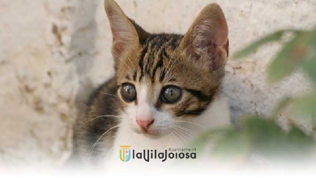 La concejalía de Medio Ambiente y Bienestar Animal recibe fondos para control de plagas y esterilización de gatos